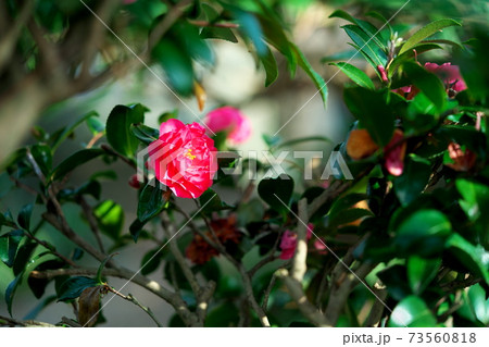 かわいい花 かわいい花 73560818