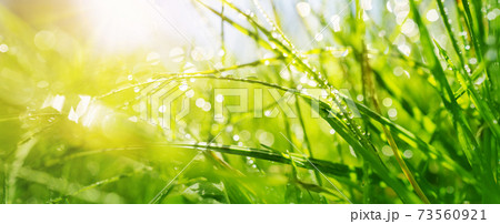 Fresh green grass background in sunny summer day 73560921
