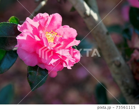 かわいい花 73561115