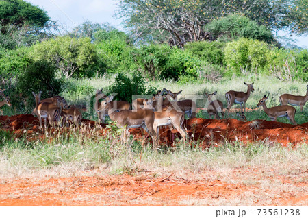A herd of Impala antelopes seen in the savannah 73561238