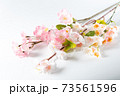 桜の木の枝 桜の木の枝 73561596