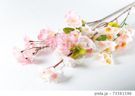 桜の木の枝 73561596