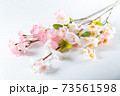 桜の木の枝 桜の木の枝 73561598
