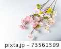 桜の木の枝 桜の木の枝 73561599