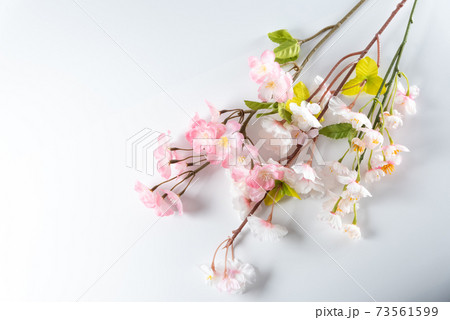 桜の木の枝 73561599