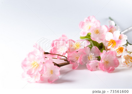 桜の木の枝 桜の木の枝 73561600