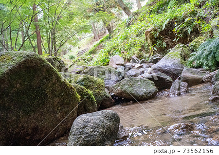 油山市民の森　水の森【福岡県福岡市南区】 73562156