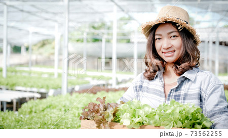 Farmer woman harvests a vegetable organic salad, lettuce from a hydroponic farm 73562255