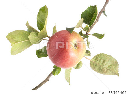 Apple tree branch with leaves and ripe juicy apple on a white background. Red green apple, isolate, Agricultural 73562465