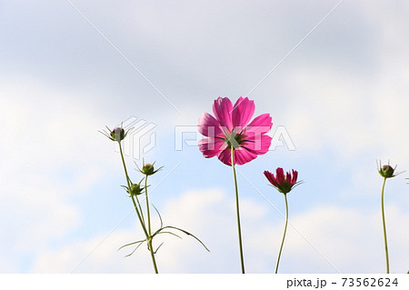 秋桜の花と空の写真素材