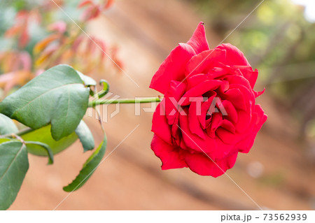 Red color rose flower on green leaf background Red color rose flower on green leaf background 73562939