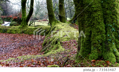 Beautiful ancient forest, woodland with moss covered trees 73563487