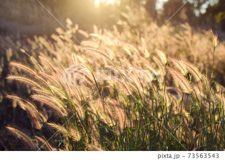 Beautiful flower has a soft focus on sunset background and vintage tone 73563543