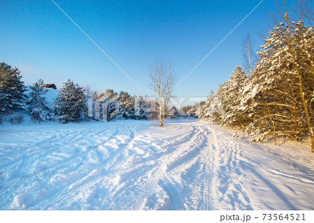 Snow Curonian Spit dunes in January winter sunny day. Blue sky and sea, forest evergreen trees in snow. Wonderful fairytale Christmas New Year weather. Kursiu Nerija, near Klaipeda city in Lithuania Snow Curonian Spit dunes in January winter sunny day. Blue sky and sea, forest evergreen trees in snow. Wonderful fairytale Christmas New Year weather. Kursiu Nerija, near Klaipeda city in Lithuania 73564521