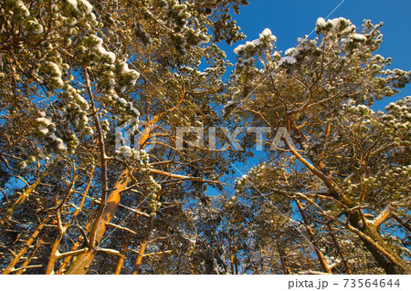Blue sky and sea, forest evergreen tree top in snow. Wonderful fairytale Christmas New Year weather. Winter background for presentation slides, cards, webside design etc Blue sky and sea, forest evergreen tree top in snow. Wonderful fairytale Christmas New Year weather. Winter background for presentation slides, cards, webside design etc 73564644