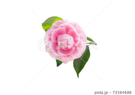 Pale pink camellia japanese rose form flower isolated on white 73564686