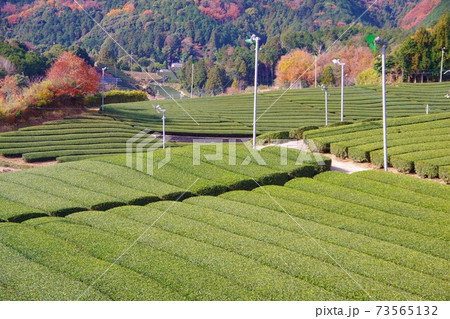 京都府 和束町の茶畑 京都府 和束町の茶畑 73565132