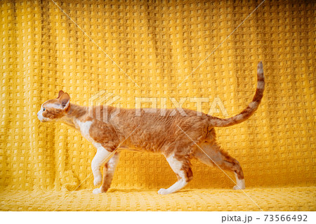 Funny Red Ginger Devon Rex Cat Posing On Plaid. Short-haired Cat Of English Breed On Yellow Plaid Background. Shorthair Pet Funny Red Ginger Devon Rex Cat Posing On Plaid. Short-haired Cat Of English Breed On Yellow Plaid Background. Shorthair Pet 73566492