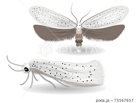 Yponomeuta evonymella illustration 73567657