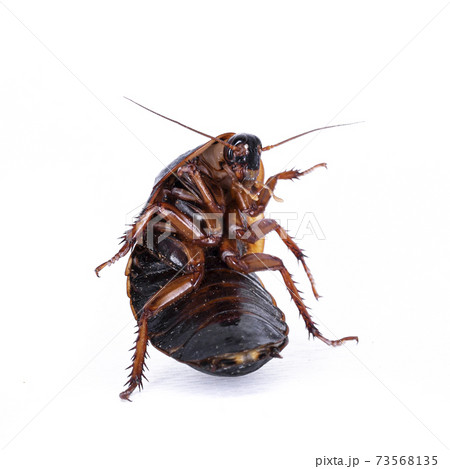 Argentinian Wood Roach On White Background Stock Photo