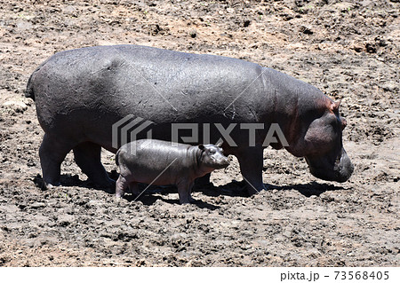 カバ（マサイマラ国立公園、ケニア） 73568405