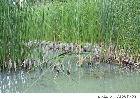 flock of crucian carps swimming in water of pond among thickets of canes 73568708