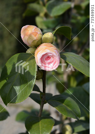 Camellia flower bud 73569931