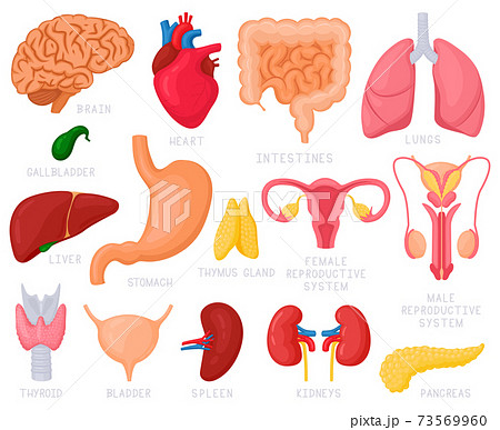 Human internal organs. Cartoon human organs, heart, liver, stomach, lungs, uterus, brain and reproductive system. Internal organs vector illustration set 73569960