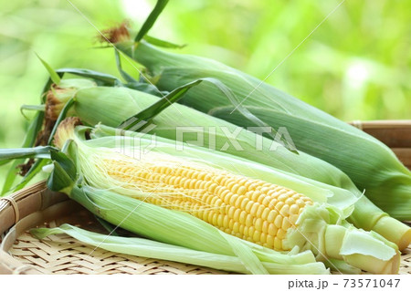 トウモロコシ 生 皮付き 収穫 自然背景 トウモロコシ 生 皮付き 収穫 自然背景 73571047