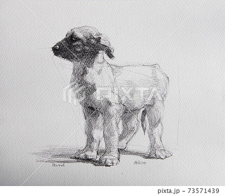 犬のイラスト　 73571439