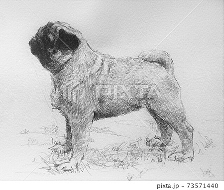 犬のイラスト　 73571440