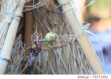 寒牡丹の蕾 寒牡丹の蕾 73571461