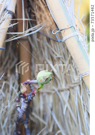 寒牡丹の蕾 寒牡丹の蕾 73571462