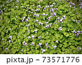 すみれのある公園 73571776
