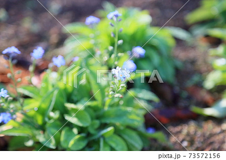 ワスレナグサの花 73572156