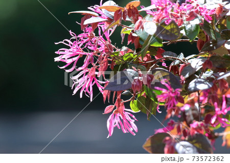 春一番に咲く花 73572362