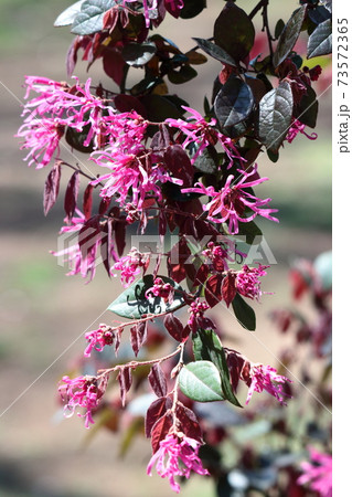 春一番に咲く花 73572365