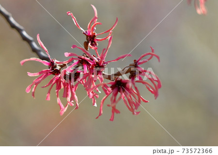 春一番に咲く花 春一番に咲く花 73572366