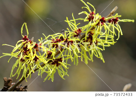 春一番に咲く花 73572433