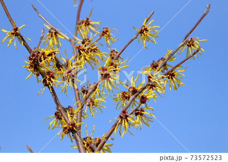 春一番に咲く花 73572523