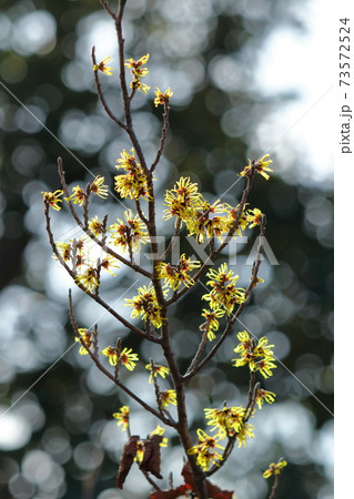 春一番に咲く花 春一番に咲く花 73572524