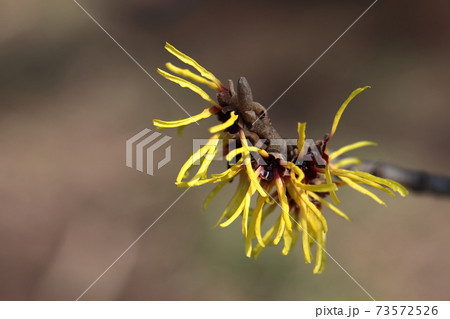 春一番に咲く花 73572526