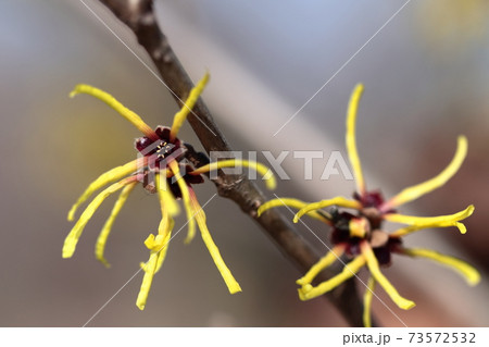 春一番に咲く花 73572532