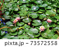 ハスの花のある公園　横位置 73572558