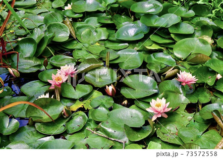 ハスの花のある公園　横位置 73572558