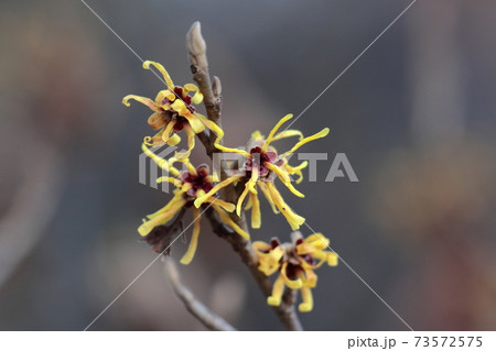 春一番に咲く花 73572575