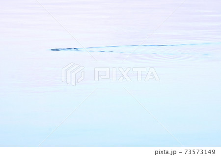 水文様に戯れる水鳥 73573149