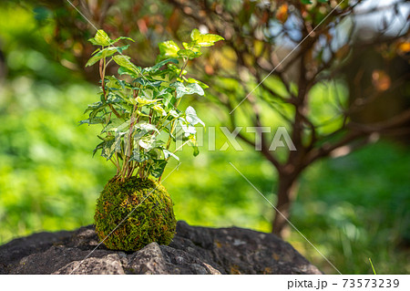 苔盆栽 和風イメージ 苔盆栽 和風イメージ 73573239
