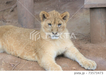 百獣の王ライオンの赤ちゃん ライオンのこども 百獣の王ライオンの赤ちゃん ライオンのこども 73573473