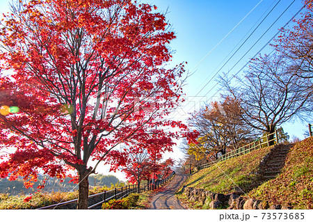 矢瀬親水公園　矢瀬遺跡　紅葉　　早朝の風景　秋の景色　　　 73573685